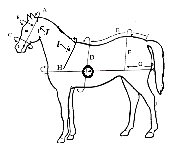 Horse Measurement Chart